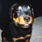 mi sonriente susann